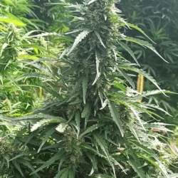 Auto CBD feminizowane nasiona CBD Auto