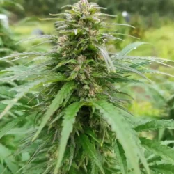 MELONxAUTO-CBD - feminizowane nasiona CBD Fast