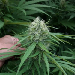 Bubba G - Feminizowane nasiona CBG
